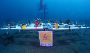 General Manager PT PLN (Persero) Unit Induk Distribusi Sulawesi Utara, Tengah, dan Gorontalo (UID Suluttenggo) Patar Situmorang mengucapkan selamat atas pelantikan pengurus baru Boboca Diving Club periode 2024 – 2026 yang dilaksanakan pada Sabtu (08/06) bertempat di Youth Centre Kawasan Mega Mas Kota Manado.