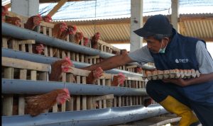 PLN Berdayakan Peternak Ayam Petelur di Kabupaten Malang