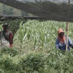 PT PLN Serahkan 10 Ribu Tanaman Indigofera di Desa Tubanan