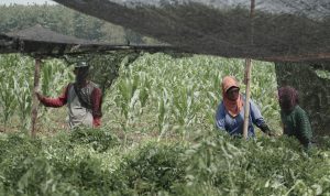 PT PLN Serahkan 10 Ribu Tanaman Indigofera di Desa Tubanan