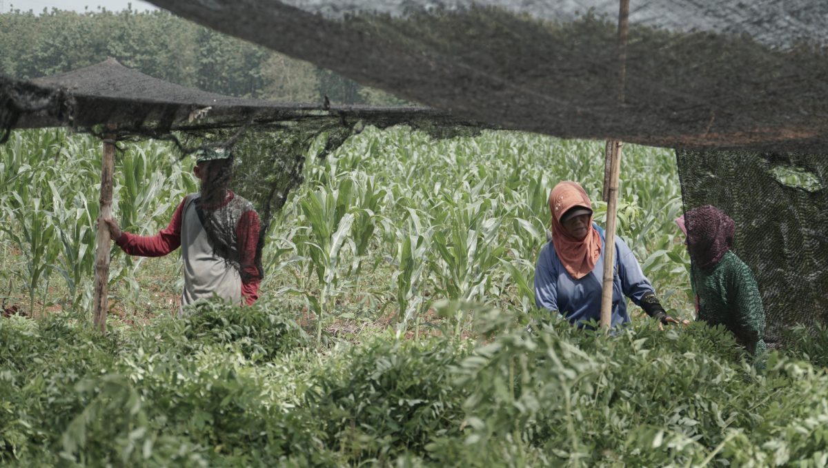 PT PLN Serahkan 10 Ribu Tanaman Indigofera di Desa Tubanan