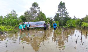 PLN Unit Pelaksana Pelayanan Pelanggan (UP3) Palu melalui PLN Unit Layanan Pelanggan Kolonodale melaksanakan aksi tanam mangrove di pesisir Teluk Tomori, tepatnya di Desa Matube, Morowali Utara, Selasa (10/06).