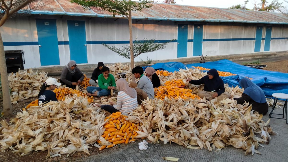 Petani jagung di Kabupaten Tuban, Jawa Timur kini merasakan manfaat nyata dari upaya transisi energi berbasis ekonomi kerakyatan.